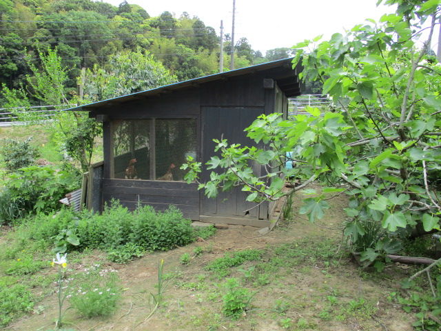 イメージ 5