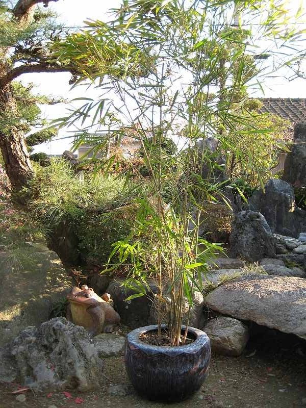 移植 気まぐれ日記 移植 気まぐれ日記