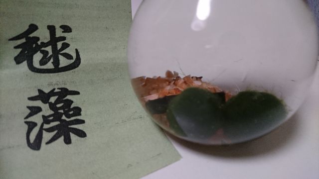 マリモ飼育をはじめました 阿寒のお土産 拓道館 マリモ飼育をはじめました 阿寒のお土産 拓道館