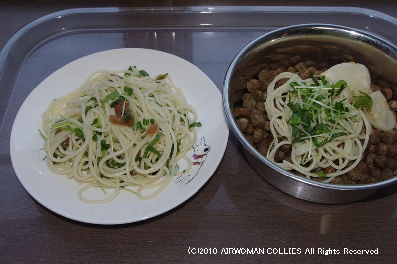 自分で育てたカイワレ大根で ブリーダーの犬ごはん