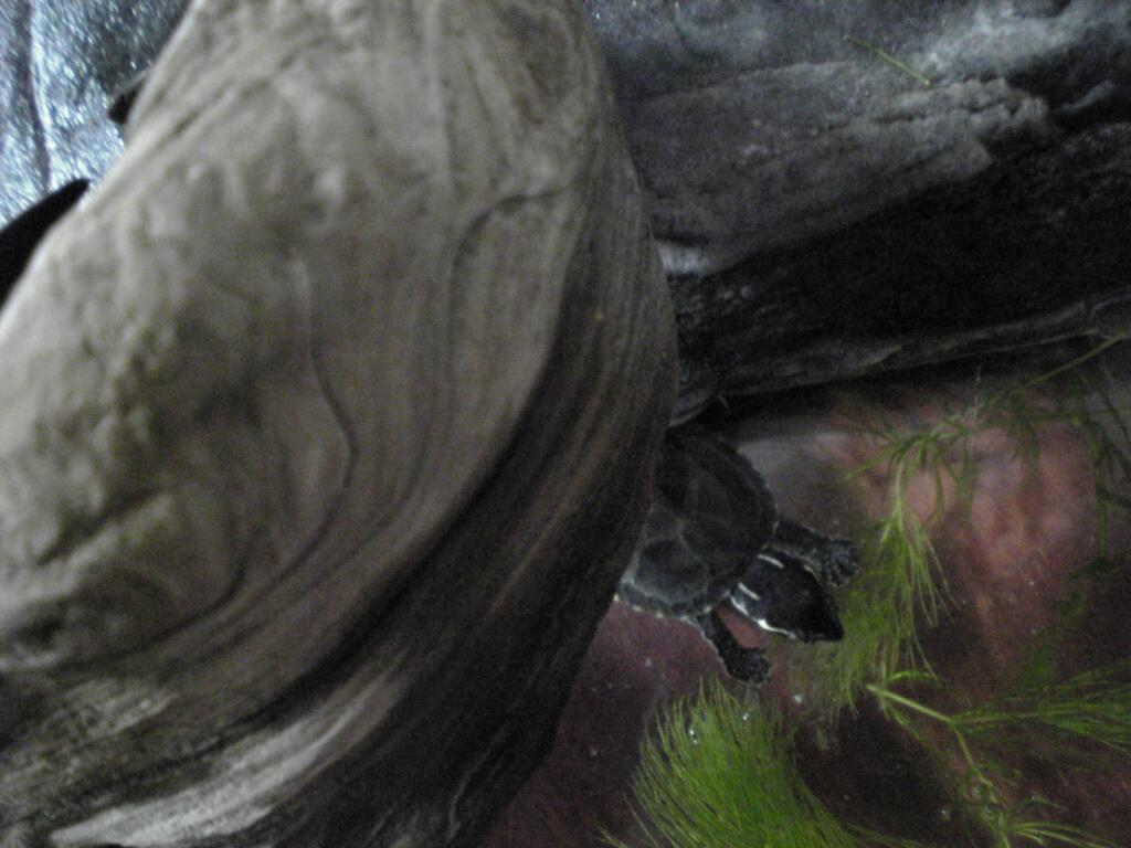 こわや こわや エボシ様は国崩しをなさる気だ Sweets Sweets