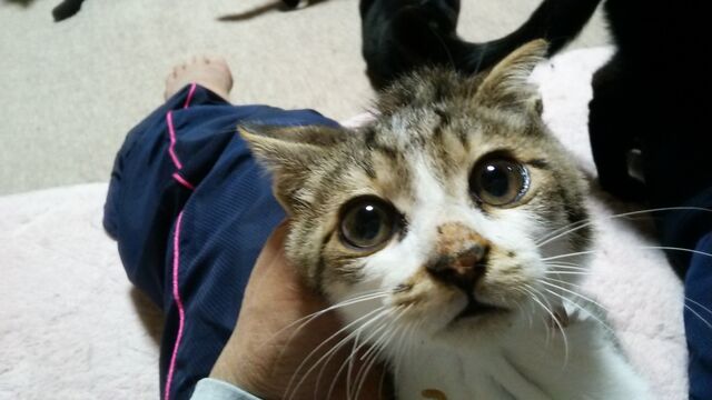 近藤にゃんこ 招き猫は 福を呼ぶ 近藤にゃんこ 招き猫は 福を呼ぶ