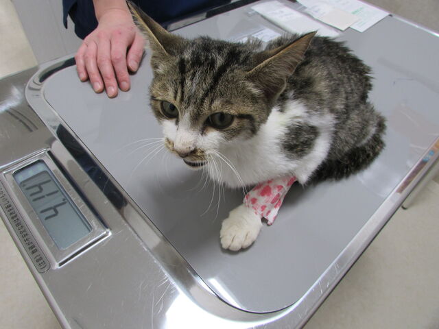 近藤にゃんこ 招き猫は 福を呼ぶ 近藤にゃんこ 招き猫は 福を呼ぶ