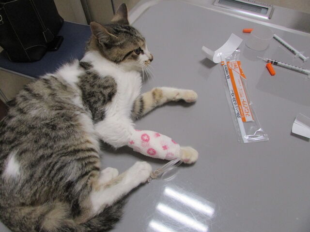 近藤にゃんこ 招き猫は 福を呼ぶ 近藤にゃんこ 招き猫は 福を呼ぶ