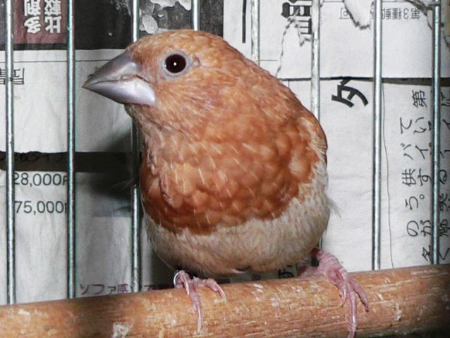 紅葉の秋そして茶ジュウシマツ 元さんの藍と鳥ワールド