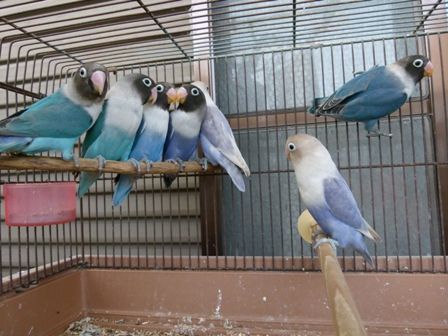 わが家のコザクラ ボタンインコの兄弟たち 元さんの藍と鳥ワールド