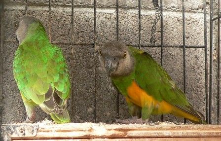 残暑の中 一番暑さに強いセネガル ネズミガシラハネナガ 元さんの藍と鳥ワールド