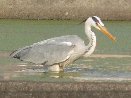 アオサギ 金魚池で捕り放題 きっと雛に持ってゆくのだろう 元さんの藍と鳥ワールド