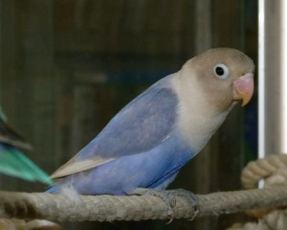 休養日の一日、ボタン・コザクラインコの雛たちを解放。 : 元さんの藍