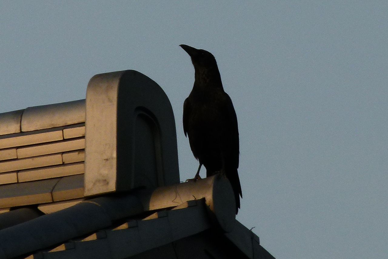 なぜかカラスに惹かれる一日でした ミコアイサも2羽のオスに 元さんの藍と鳥ワールド