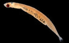 世界最小の 魚 発見 スマトラ島 私の研究