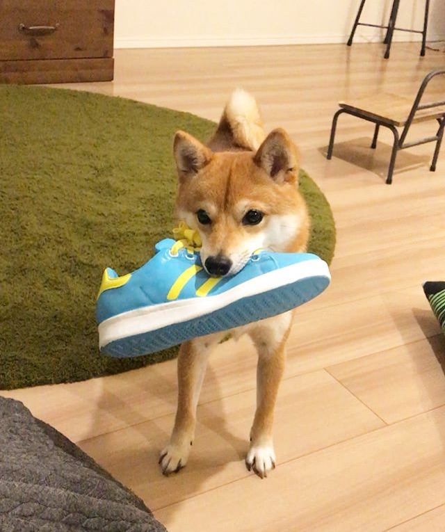 悲報 ワオのイッヌ 何度言っても玄関から靴を持ってきてしまう あいうえおニュース 悲報 ワオのイッヌ 何度言っても玄関から靴を持ってきてしまう あいうえおニュース