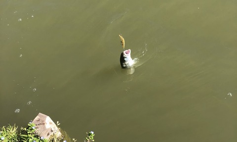 20190415_235309988_iOS