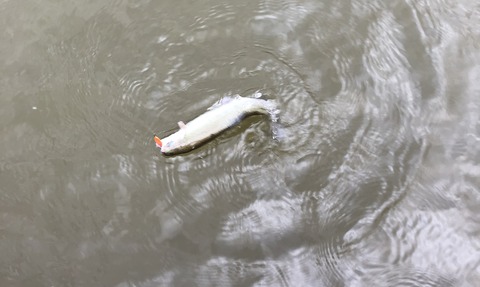 20201208_052510606_iOS