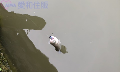 20200330_220540552_iOS