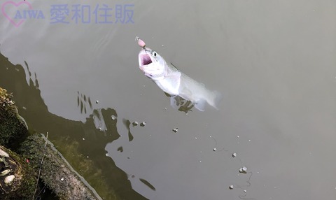 20200330_233417876_iOS