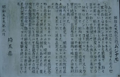 ムジナモ