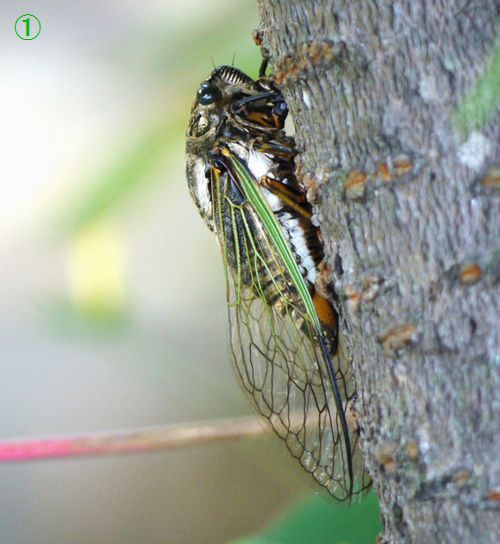 アブラゼミ Vs クマゼミ Zissa いのっちぎり