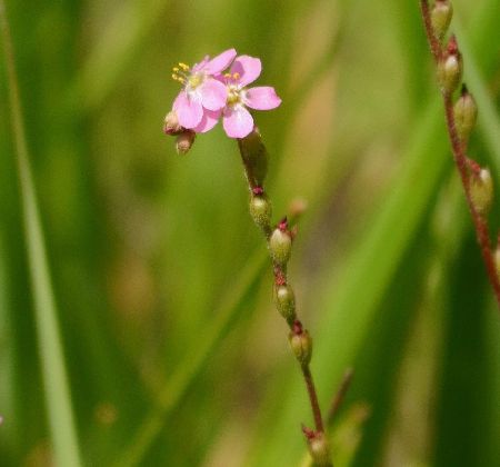 14年06月 Zissa いのっちぎり