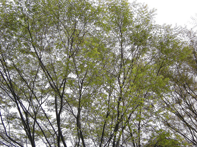 4_9近所の桜44_001