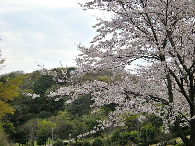 4_9近所の桜26