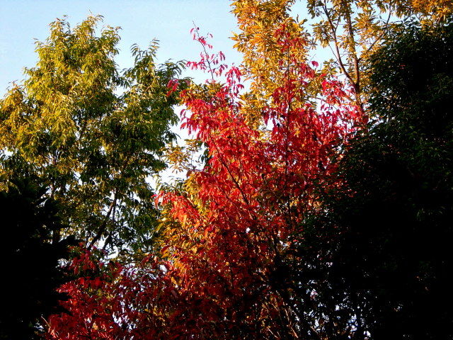DSCN0246