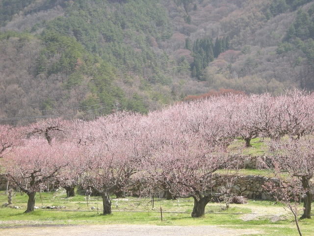 DSCN0950