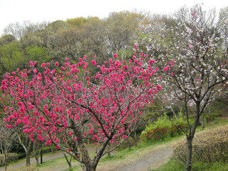 4_9近所の桜29