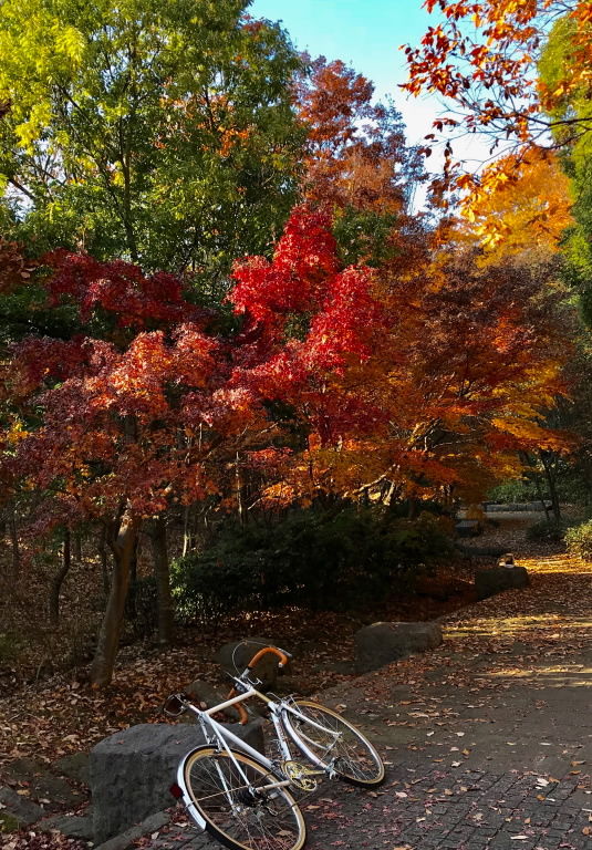 都筑の紅葉2017_2