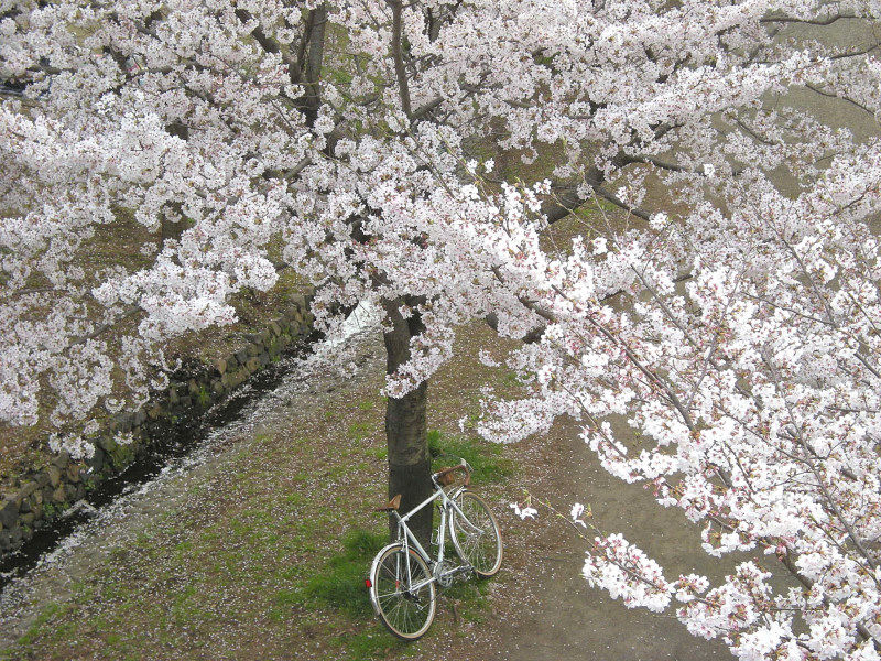 4_9近所の桜32_001