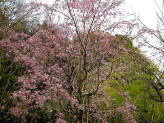 4_9近所の桜24