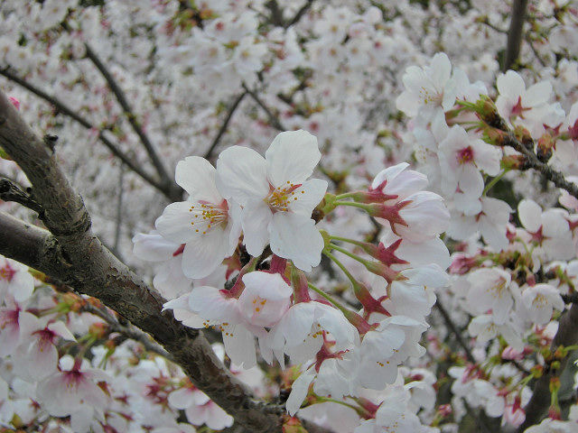 4_9近所の桜41_001