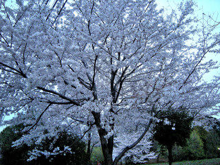 4_9近所の桜52
