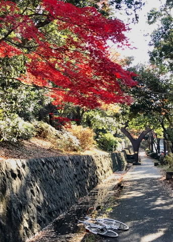 都筑の紅葉2017_4