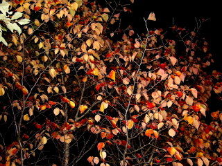 DSCN0166