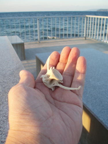 ビーチコーミング ふじたいらの道草日記