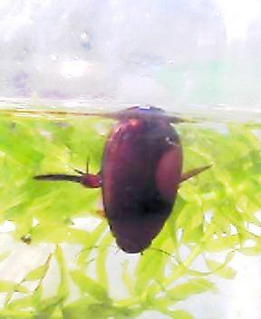 ぼく ゴキブリじゃないんです ふじたいらの道草日記