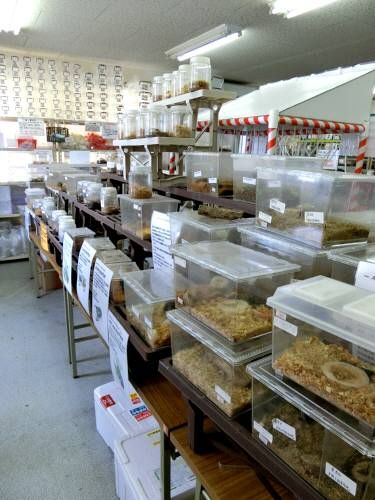 館山クワガタセンター ふじたいらの道草日記