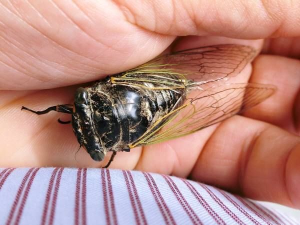 クマゼミ ふじたいらの道草日記 クマゼミ ふじたいらの道草日記