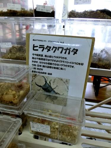 館山クワガタセンター ふじたいらの道草日記