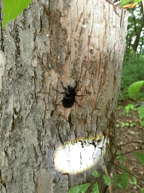 水ならミヤマ♀