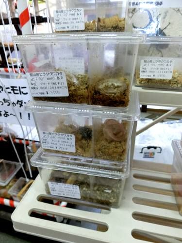 館山クワガタセンター ふじたいらの道草日記