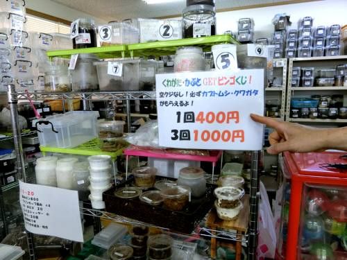 館山クワガタセンター ふじたいらの道草日記