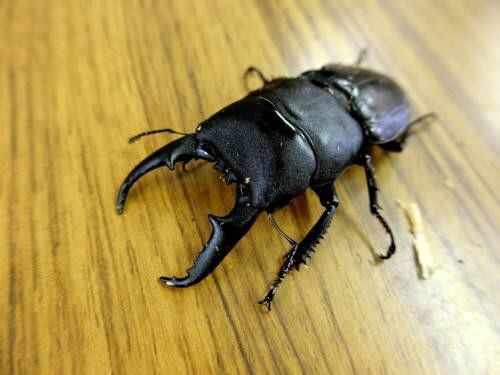 館山クワガタセンター ふじたいらの道草日記