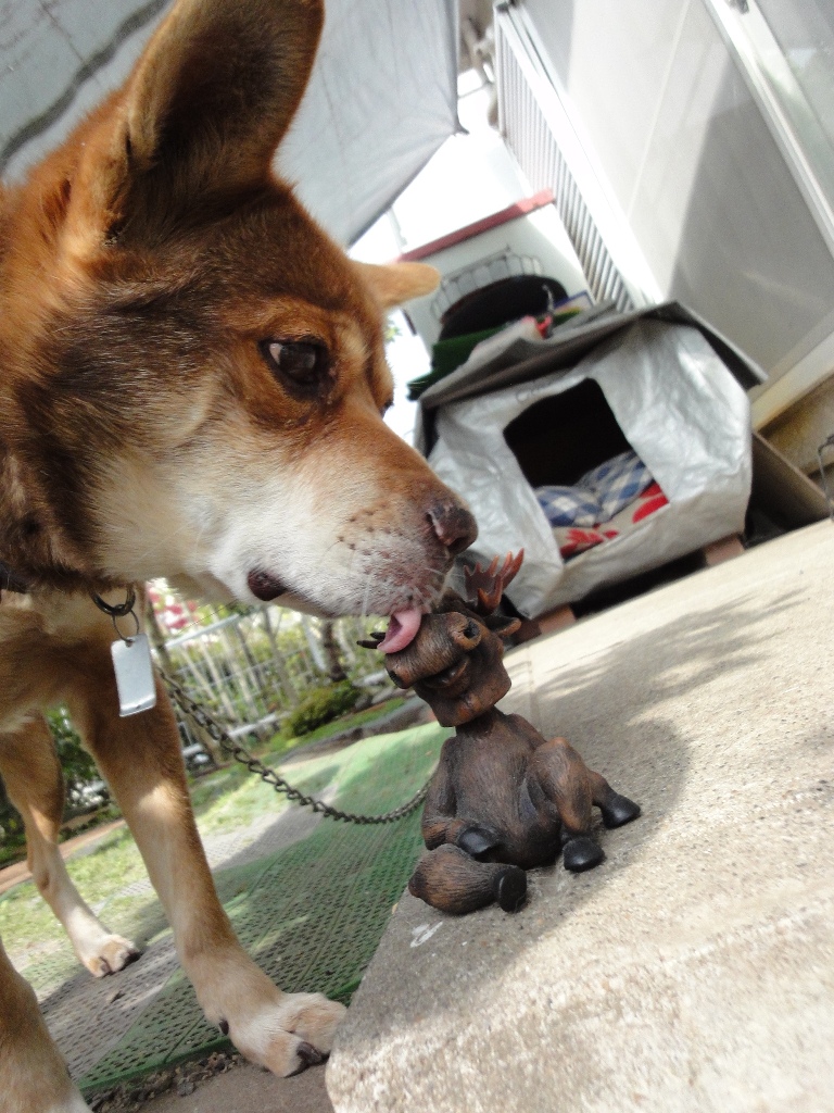 カナダ土産とバカ犬 あじこぼたより