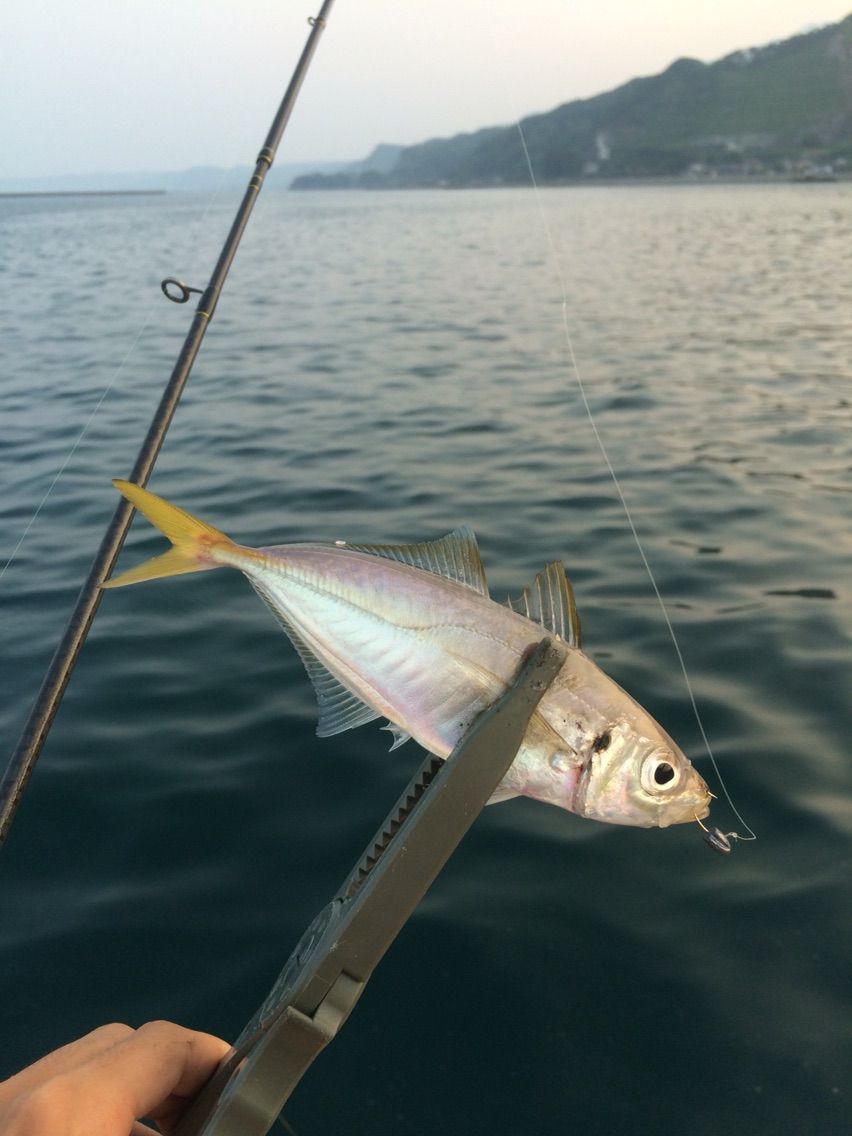 鹿児島アジングで良型連発 人 高校生アジンガーhideの尺アジを求めて