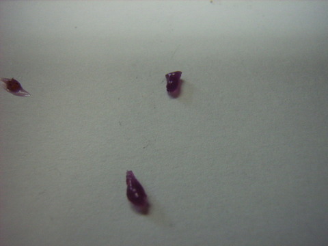 RIMG0936