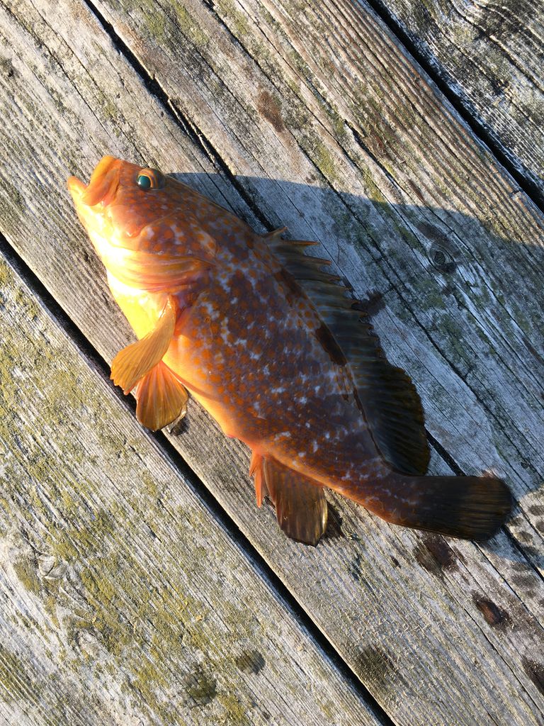 5月6月 釣りまとめ アラフォー 釣りはじめました
