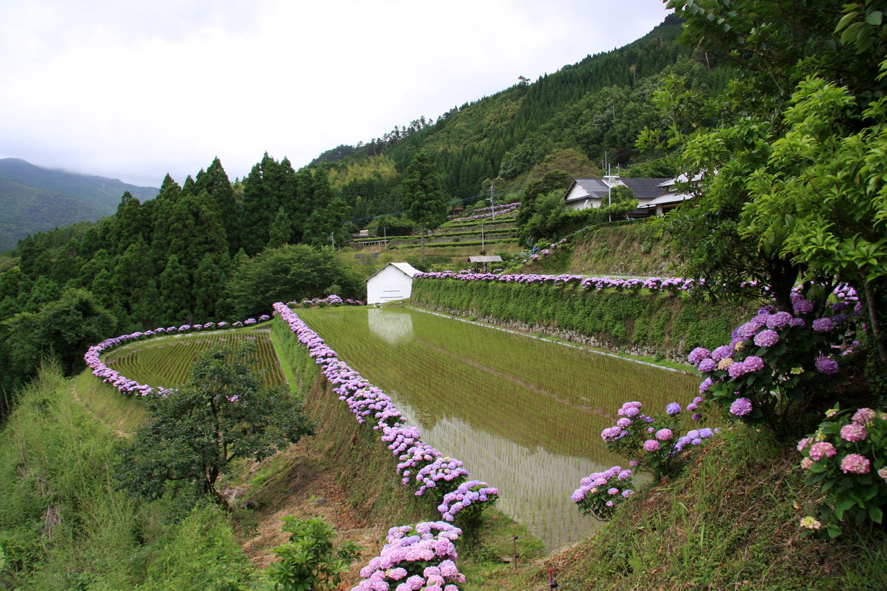 椎名茂