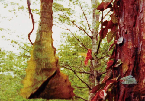 aaa